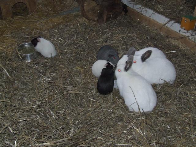 Kleintiere3 (Small)