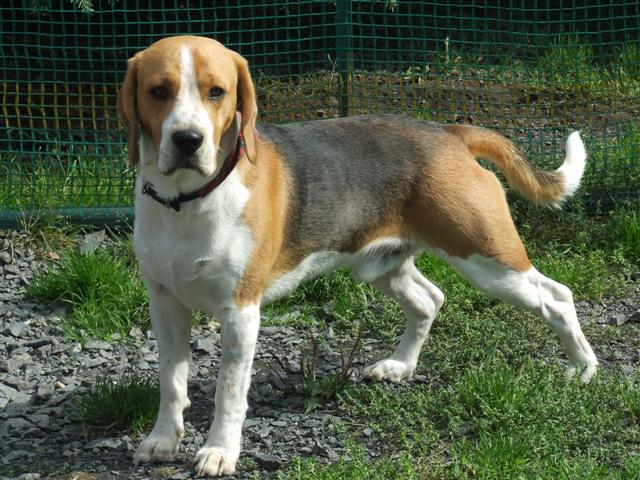 benny5 (Small)